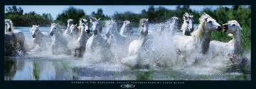 95x33 | Horses in the Camargue ( Bloom Steve )