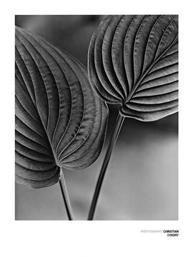 60x80 | Deux Feilles ( Coigny Christian )