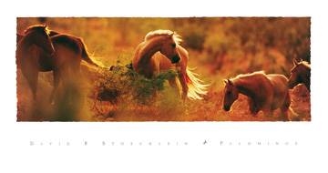 96x50 | Palminos ( Stoecklein David R. )