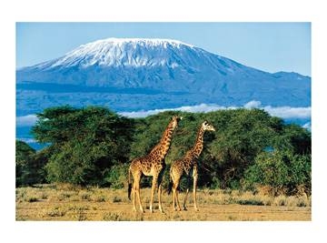 80x60 | Girafes, Mont Kilimandjaro ( Balfour Daryl )