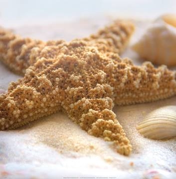 30x30 | Beach Shell II ( Geissler Donna )