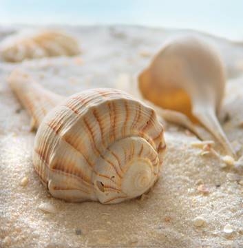 30x30 | Beach Shell III ( Geissler Donna )