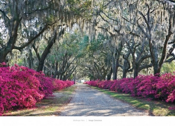 91x66 | Azaleas Bonaventure Savannah ( Winthrope Hiers )