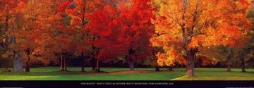 95x33 | Maple Trees in Autumn ( Mackie Tom )