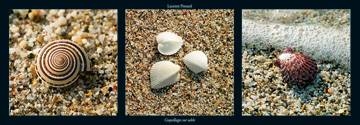 95x33 | Coquillages sur sable ( Pinsard Laurent )