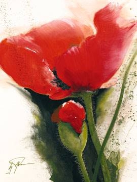 60x80 | Faszination Mohn II ( Pflumm Gerd )