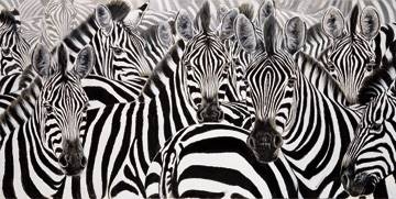 100x50 | Who is who ( Casaro Renato )