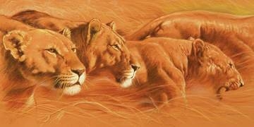 100x50 | Compact ( Casaro Renato )