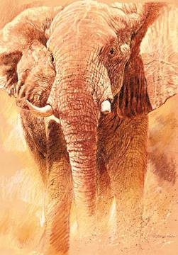 70x100 | Elefant Study ( Casaro Renato )