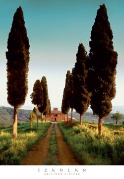 45x66 | Cypress Lane ( Scanlan )