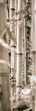 30x91 | Bamboo Grove III ( Yan Douglas )