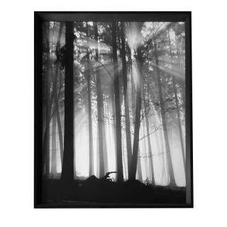 Neznámý autor - Forest Dawn | 66.8x86.8