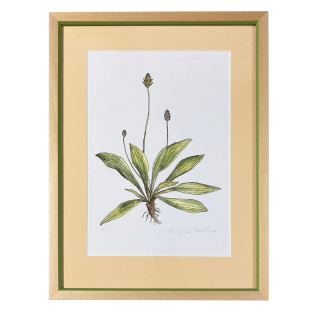 Nováková Kristýna - Jitrocel | 32.7x42.4