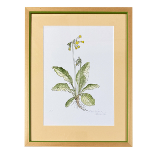 Nováková Kristýna - Petrklíč | 32.7x42.4