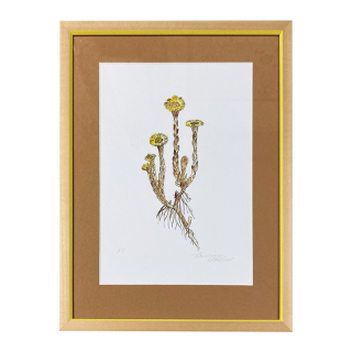 Nováková Kristýna - Jarní podběl | 31.2x41.2