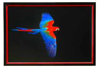 Šilha Václav - Papoušek | 72.7x49.3